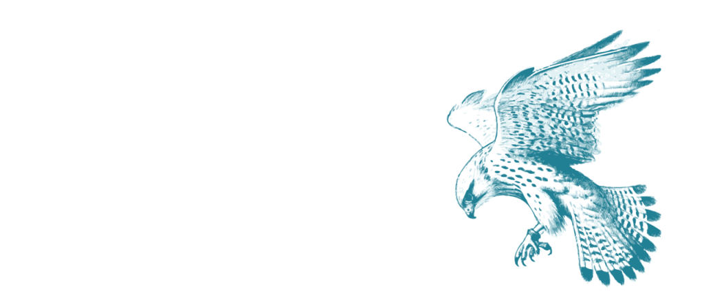 Illustration eines Falken im Sturzflug, Symbol für die Vogelperspektive: Abstand und Überblick über Produkt und Organisation